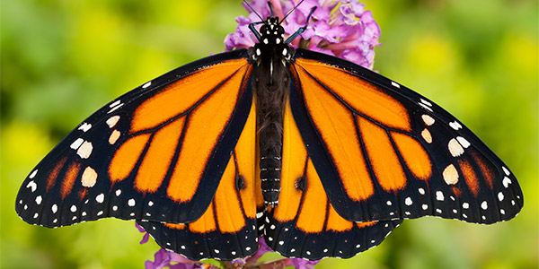 Image for event: Monarch Butterflies!